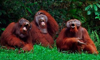 Orangutans Laughing